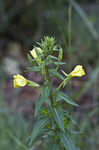 Common evening-primrose